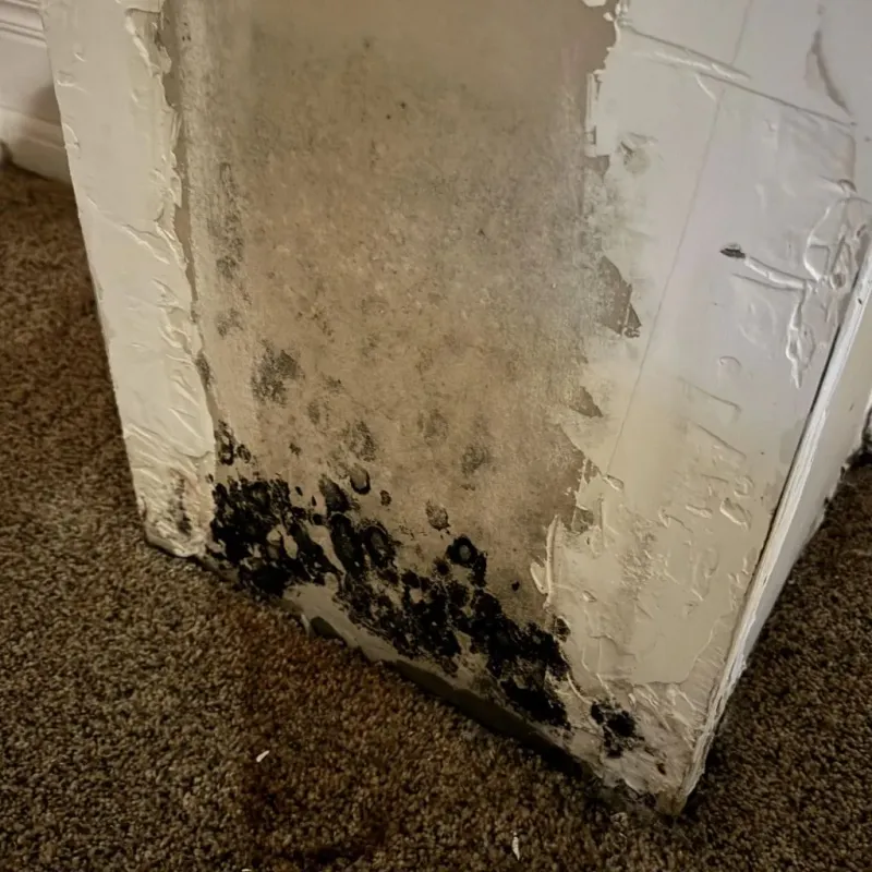 Professional Mold Removal in Kensington, MD